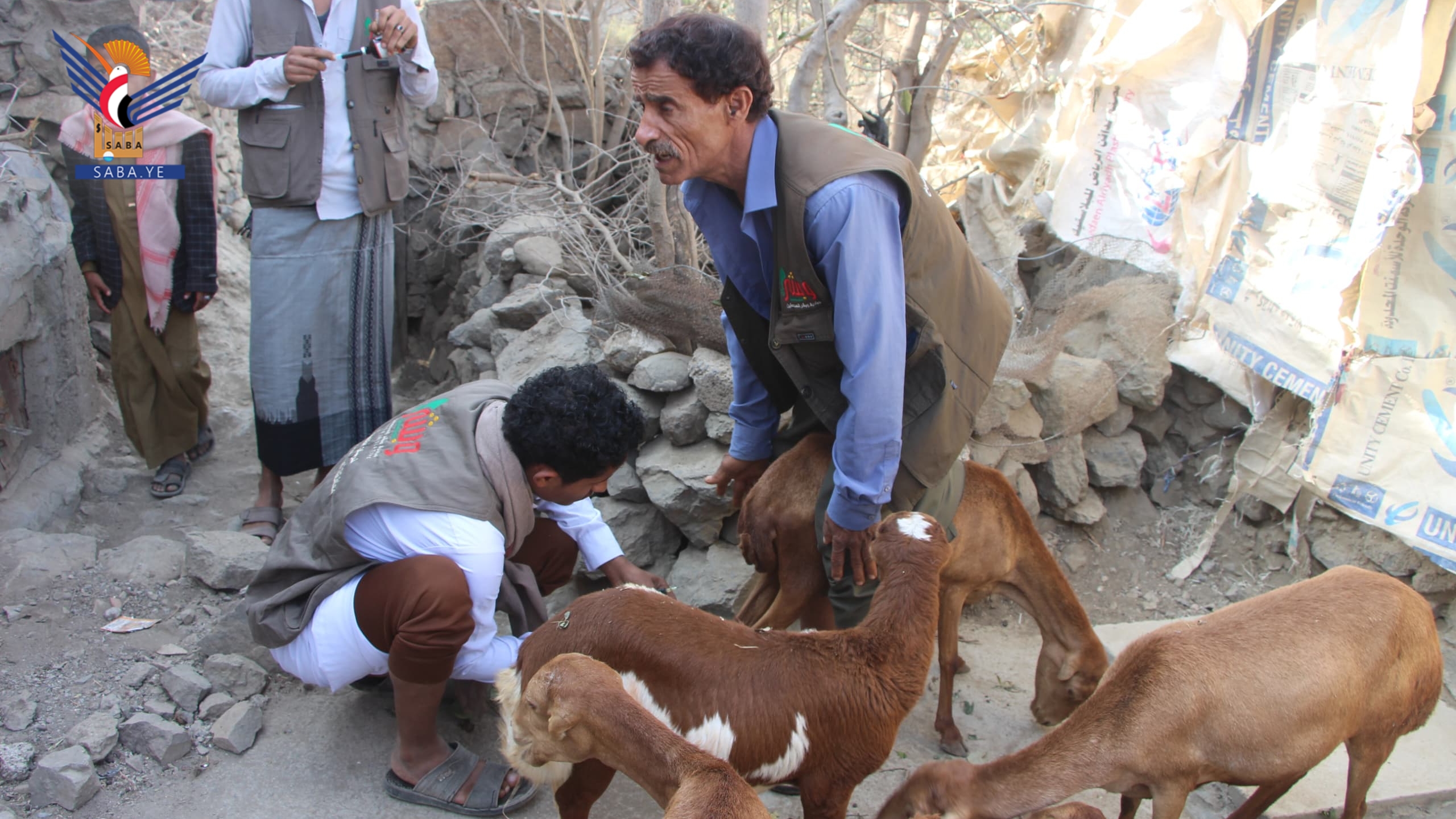 Taiz: Se lanza una campaña veterinaria para tratar y proteger la riqueza Animal​ en el distrito de Al-Masrakh