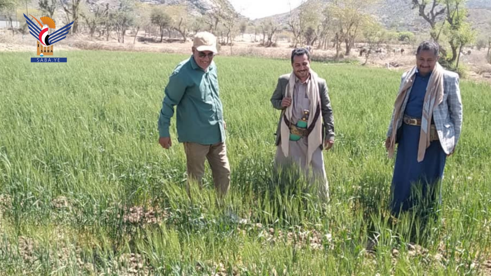 تعز.. الاطلاع على زراعة محصولي القمح والفاصوليا في مديرية ماوية