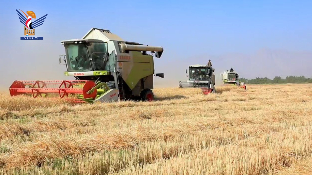 Wheat harvesting season kicks off in Al-Jawf