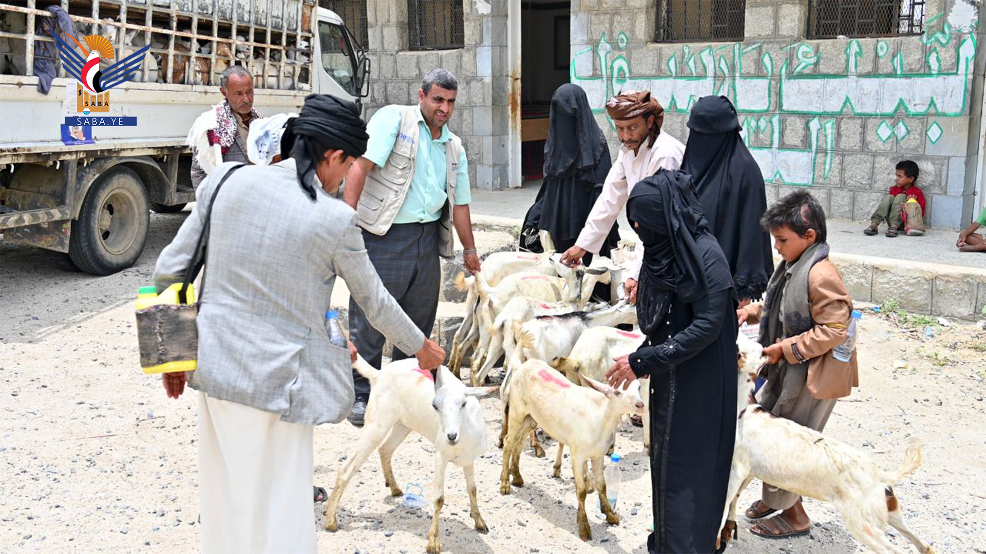 توزيع مواشي للنازحين والمتضررين بكشر في حجة