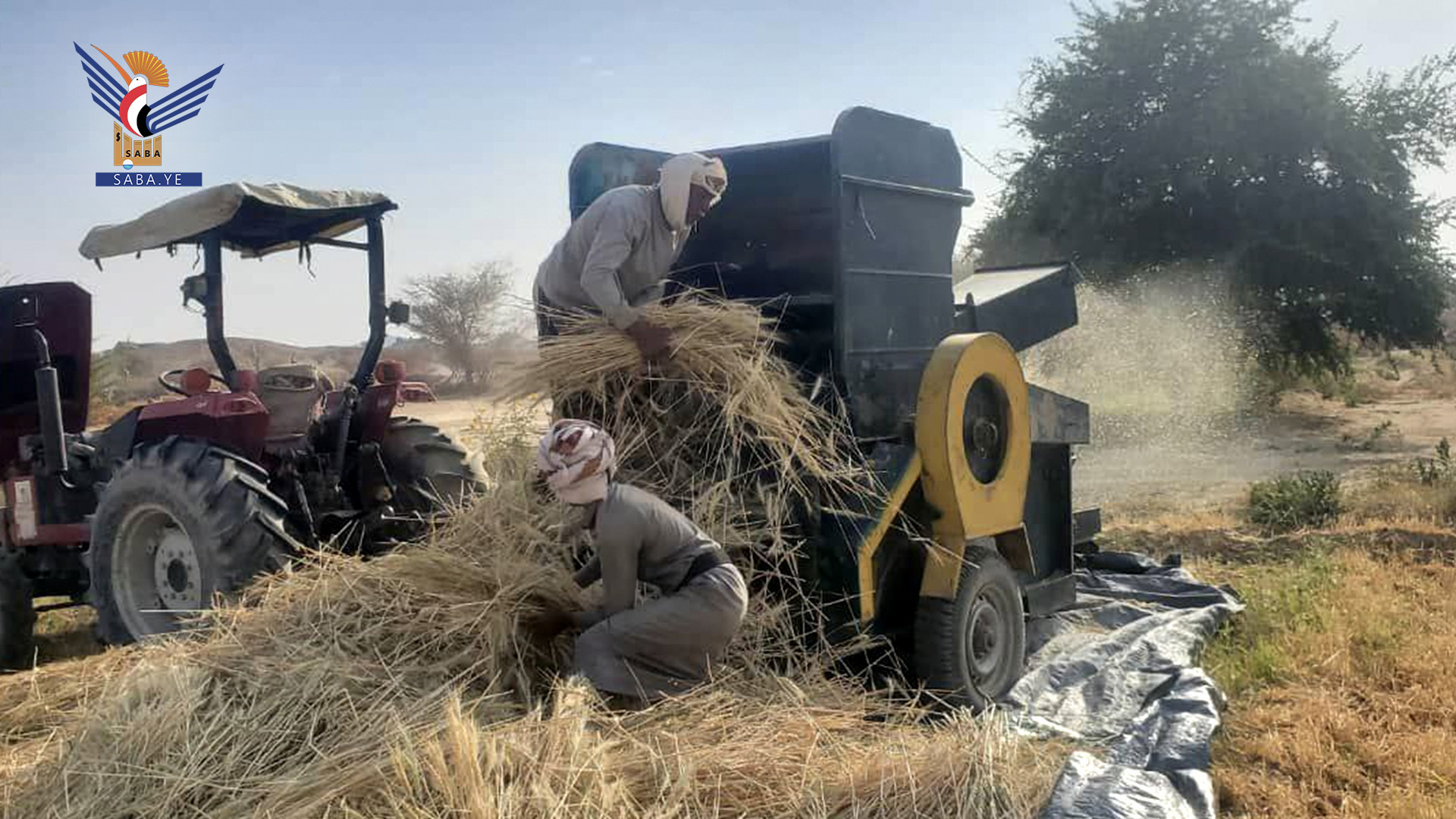 Start der Weizenerntesaison im Distrikt Khabb WaSh'af, Provinz  Al-Dschauf