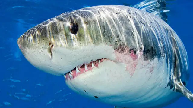 Activists: Four-meter-long great white shark spotted off Tunisia coast