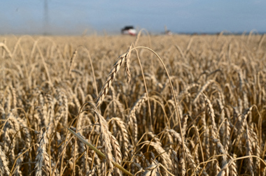 انخفاض أسعار صادرات القمح الروسي للأسبوع الرابع على التوالي