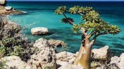 Acting Tourism Minister demands protection of Socotra Archipelago