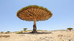 Yemen’s Socotra 