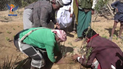 Un projet de plantation d'amandiers dans le quartier de Jabal Murad à Marib ouvert