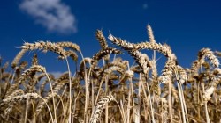 إرتفاع أسعار القمح وسعر الطن يصل إلى 411.50 يورو