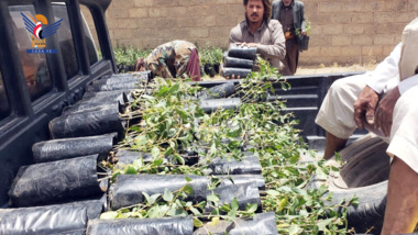 تدشين توزيع شتلات السدر بمديرية خولان في محافظة صنعاء 
