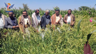 Inspeccionar la experiencia del cultivo de trigo en el distrito de Khadir en Taiz