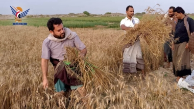 Lancement de la saison de récolte du blé dans le district d' Alluaheyah, gouvernorat d'Hodeidah