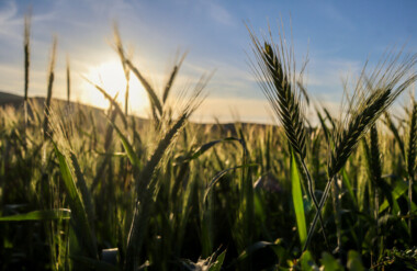 Tunisian economy records annual growth driven by agricultural sector