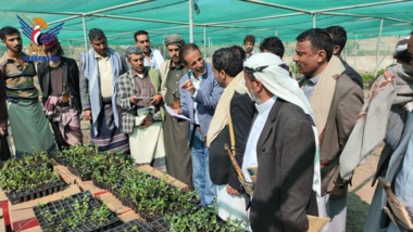 Lancement de la plantation de 400 000 plants de sidr et de camphre dans le gouvernorat de Dhamar