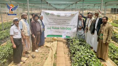 5000 plants de café distribués dans trois districts d'Amran et 9000 plants de café dans trois districts de Dhamar