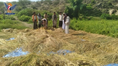 حجة.. الاطلاع على مزارع وحقول الأرز في خيران المحرق​