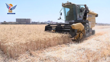 Eröffnung der Weizenerntesaison auf der Farm Al-Usra der Yemeni Economic Corporation in Dhamar