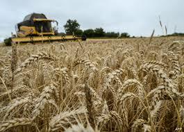  الجزائر وايطاليا توقعان اتفاقا لإنتاج القمح بقيمة 420 مليون يورو