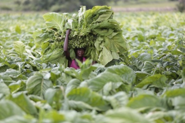 Zimbabwe breaks Tobacco sales record in 2025, exceeds 300 million kilograms