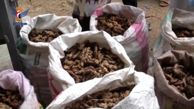 Lancement de la distribution de trois tonnes de gingembre et de curcuma à Al-Ja’fariyah, Raymah