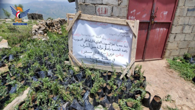 Inauguration de la plantation de deux mille plants de Sidr dans le district de Jabal  Mahweet