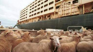 Aufgrund des jemenitischen Embargos verzichtet Australien darauf, Viehfleisch an die zionistische Feindeinheit zu exportieren