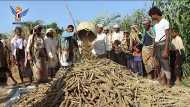 La saison de récolte du maïs dans le district d'Al-Durayhimi à Hodeidah inaugurée