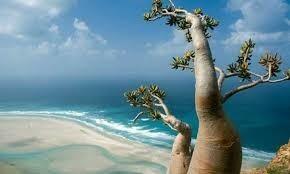 Archipiélago de Socotra... la importancia del sitio y la multiplicación de las ambiciones internacionales al respecto