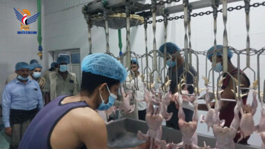 Lancement de la commercialisation du poulet local dans le district de Bajil, Hodeidah