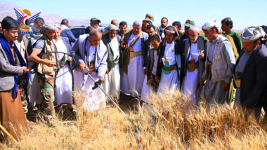Inaugurer la saison de récolte du blé d'hiver dans le district de Bani Matar