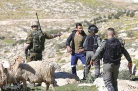 مستوطنون يستولون على قطعان ماشية تابعة للفلسطينيين جنوب شرق بيت لحم بالضفة المحتلة