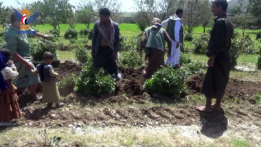 Un millier d'arbres de qat déracinés et remplacés par la culture de l'ail et des céréales à Al-Mahaqarah à Sanhan