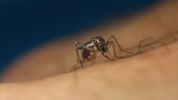 11 Zionists killed, 153 injured in West Nile fever