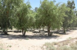 More than million trees.. Launching largest urban forest in Iraq