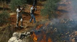 مستوطنون صهاينة يُحرقون أشجار زيتون جنوب نابلس