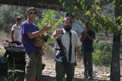 مستوطنون يخربون مزروعات الفلسطينيين ويسرقون حمارا في يطا ويهاجمون رعاة الأغنام ببيت لحم